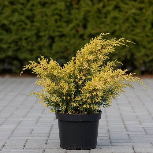 Можжевельник средний Олд Голд купить