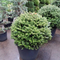 Пихта корейская Бол купить