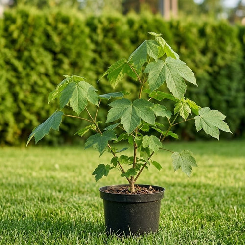 Клен ложноплатановый Роттердам купить