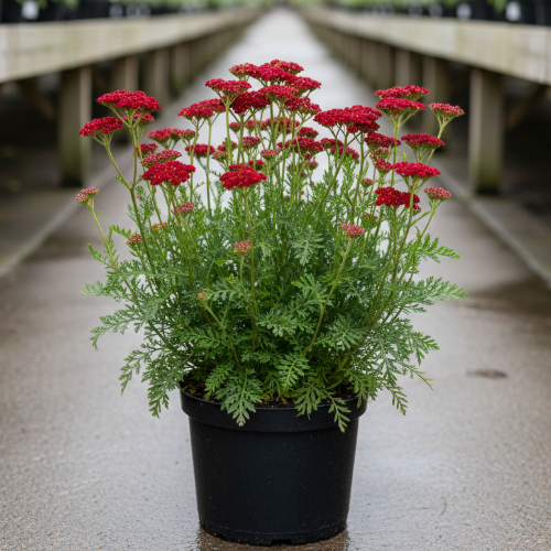 Тысячелистник обыкновенный Red Velvet купить