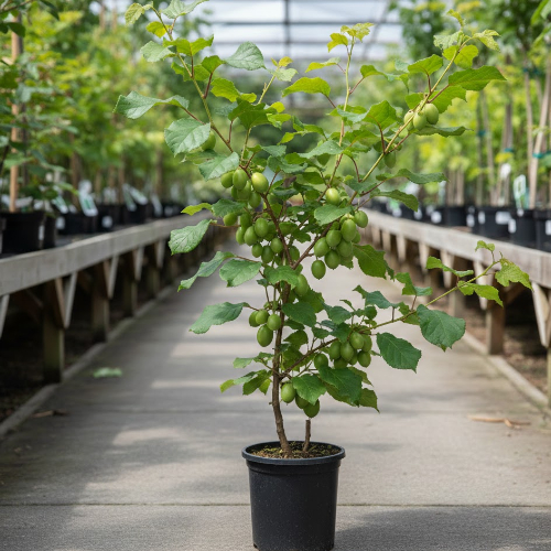 Актинидия острая Джамбо (двудомное растение) купить