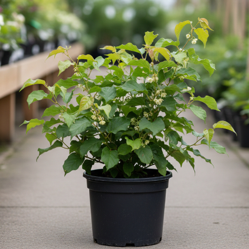 Актинидия острая Вейки (мужской сорт) купить