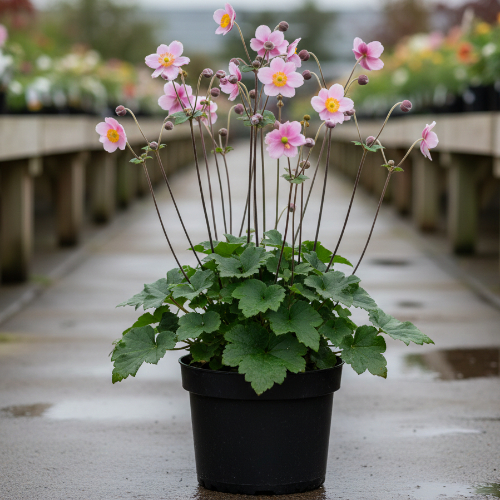 Ветренница гибридная Серенада купить