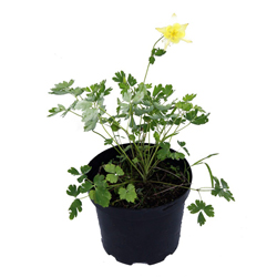 Аквилегия гибридная МакКана Гибрид купить