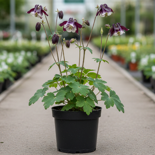 Аквилегия обыкновенная Уильям Гинесс купить