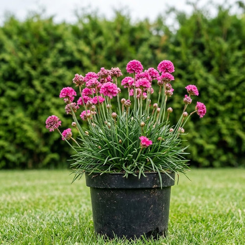 Армерия приморская Спленденс Перфекте купить