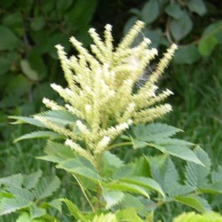 Волжанка обыкновенная купить