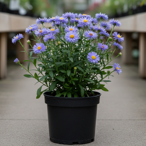 Астра кустообразная Голубая Лагуна купить