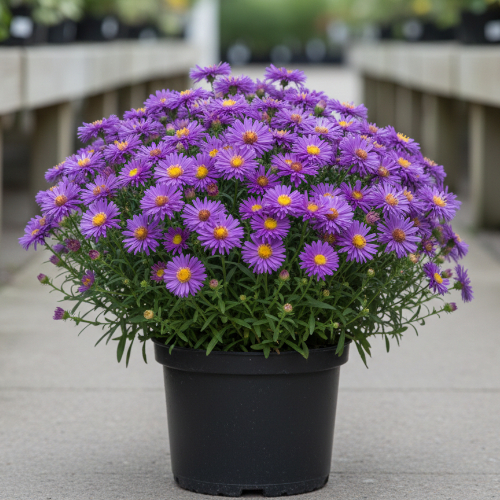 Астра кустообразная Пепл Дом купить
