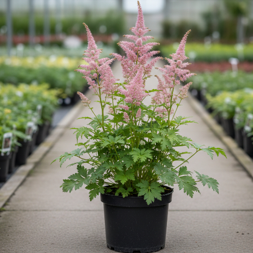 Астильба Арендса Эрика купить