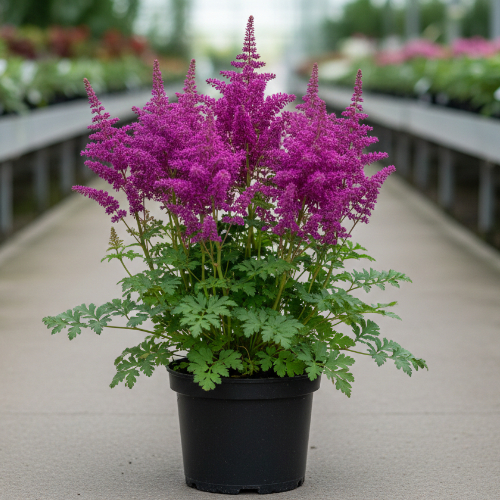 Астильба Арендса Глория Пурпурея купить