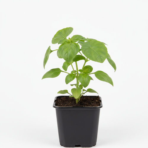 Базилик овощной в ассортименте купить