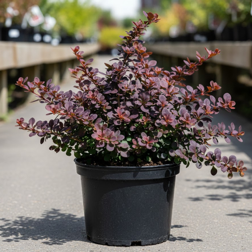 Барбарис Тунберга Багатель купить