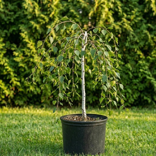 Береза повислая Грацилис купить