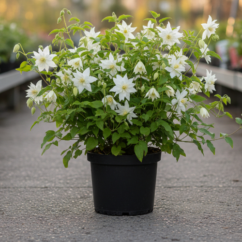 Клематис Атрагене Вайт Сван купить