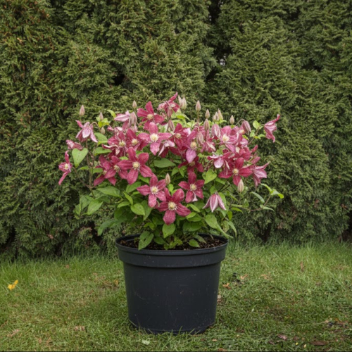 Клематис Строуберри Филдс купить