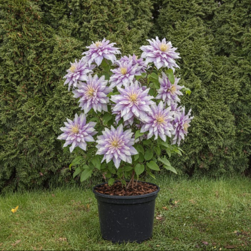 Клематис Вероника Чойс купить