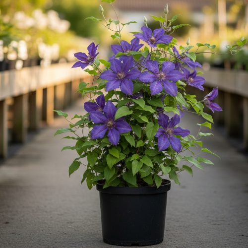 Клематис Витицелла Полиш Спирит купить