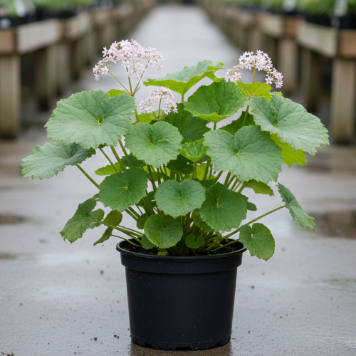 Дармера щитовидная купить