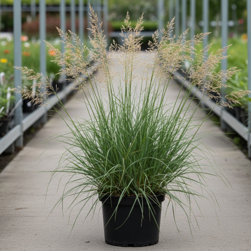 Щучка дернистая купить