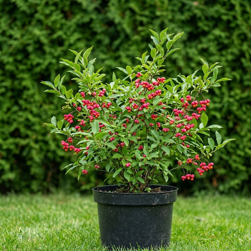 Бересклет европейский Ред Каскад  купить