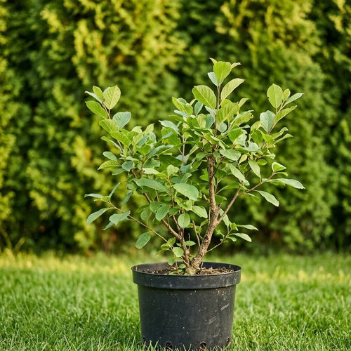 Крушина ломкая купить