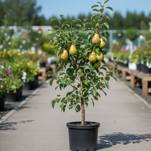 Груша Память Жегалова купить