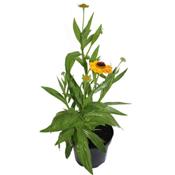 Гелениум гибридный Виндлей купить