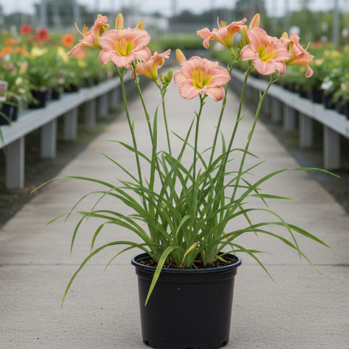 Лилейник гибридный Тереща Хол купить