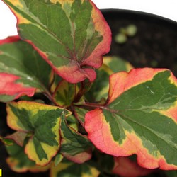 Хауттюния сердцелистная Хамелеон купить