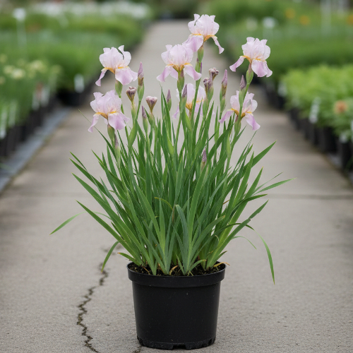 Ирис сибирский Пинк Парфейт купить