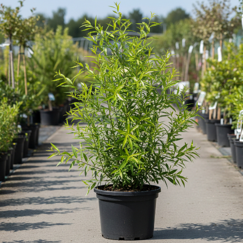 Ива Фантазия купить