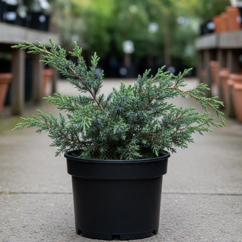 Можжевельник китайский Блау купить