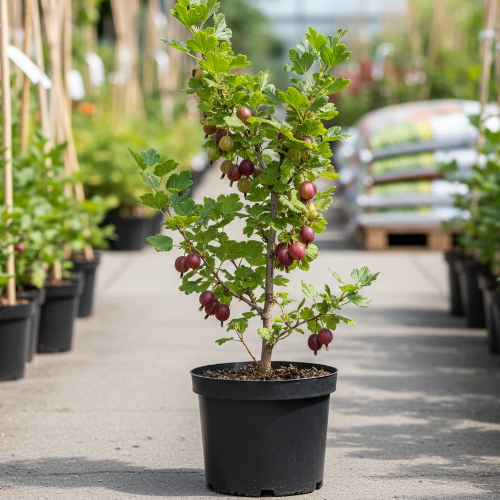 Крыжовник Арлекин купить