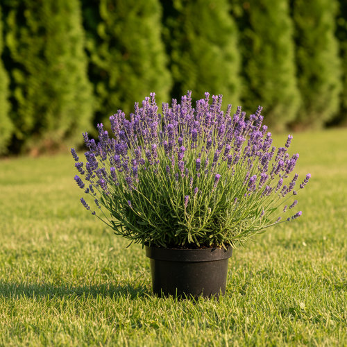 Лаванда в ассортименте купить