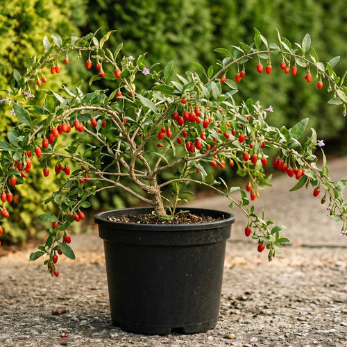 Годжи Ягоды No1 купить