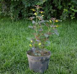 Вербейник пурпурный Файа Клакет купить