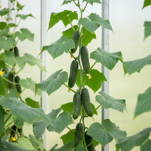 Огурец Арамис купить