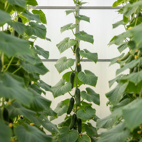 Огурец Ардия купить