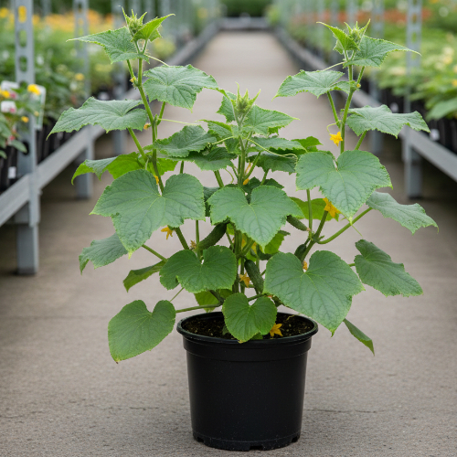 Огурец Артист купить