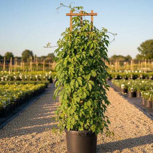 Виноград девичий пятилисточковый Энгельманни купить