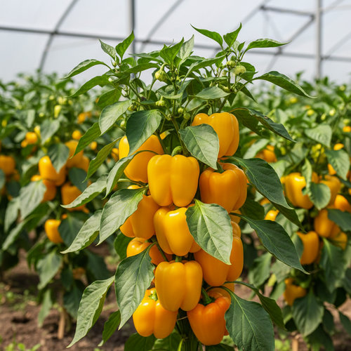 Перец желтоплодный Золотой Бычок купить