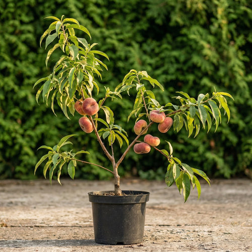 Персик Инжирный ранний купить