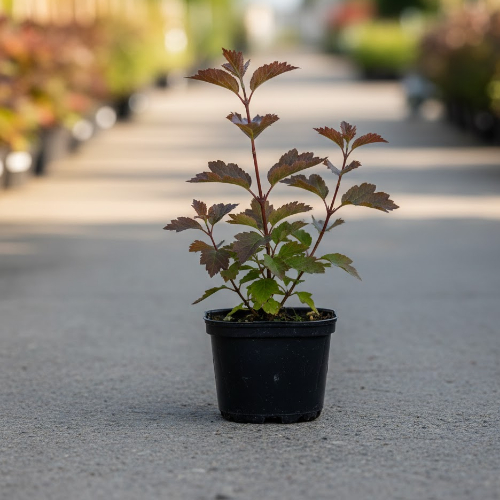 Пузыреплодник калинолистный Андре купить