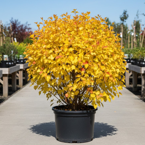 Пузыреплодник калинолистный Датс Голд купить