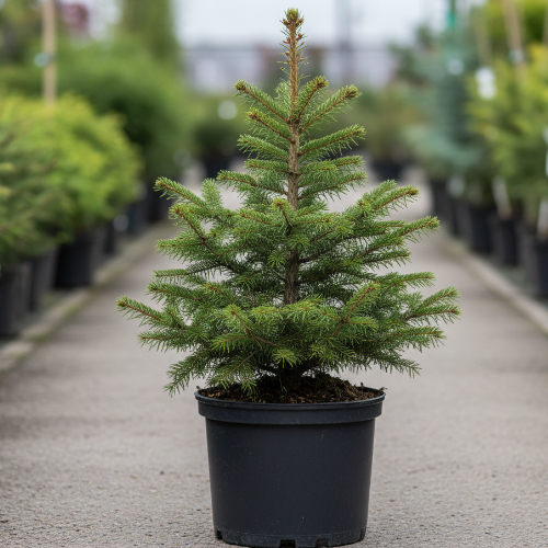 Ель обыкновенная купить