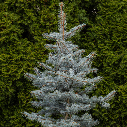 Ель колючая Блю Диамонд купить