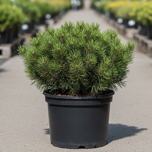 Сосна горная Гном купить