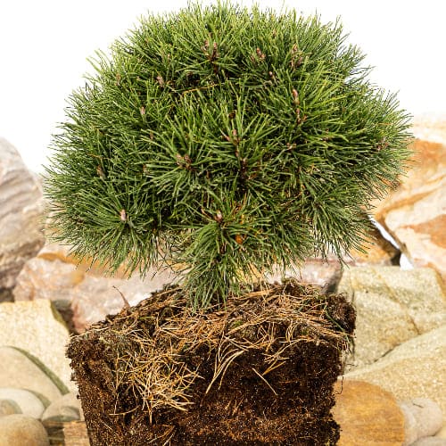 Сосна горная Грюн Вилле купить