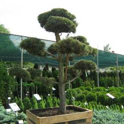 Сосна черная (бонсай) тип 2 купить